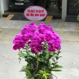 Chậu hoa lan hồ điệp