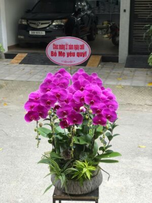 Chậu hoa lan hồ điệp