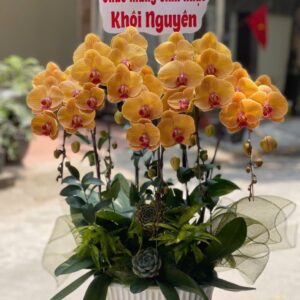 CHẬU HOA LAN HỒ ĐIỆP