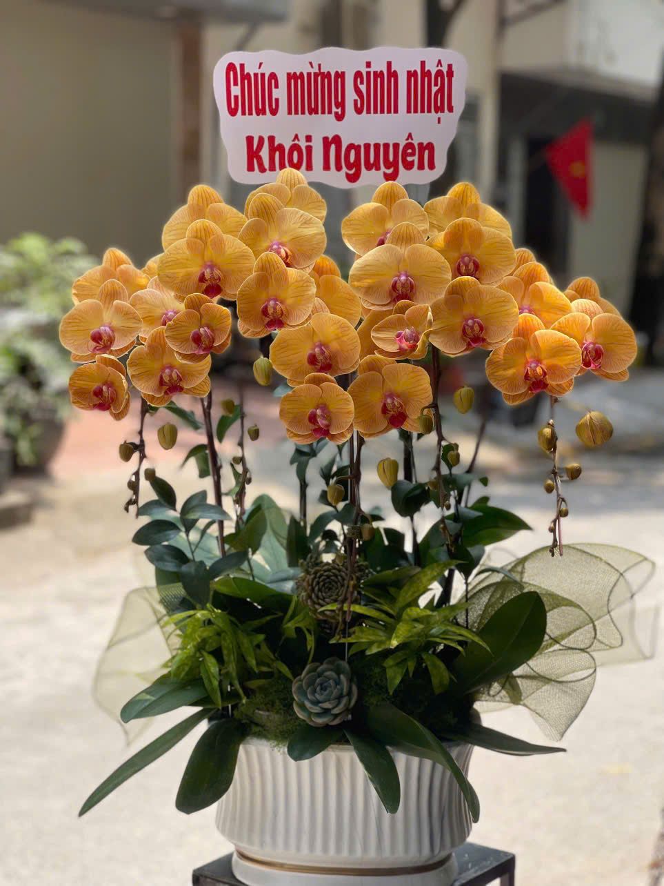 CHẬU HOA LAN HỒ ĐIỆP