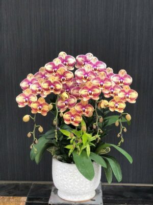 CHẬU HOA LAN HỒ ĐIỆP MỪNG KHAI TRƯƠNG