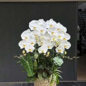 CHẬU HOA LAN HỒ ĐIỆP